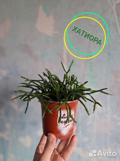 Суккулент Хатиора Hatiora Домашние комнатные цветы