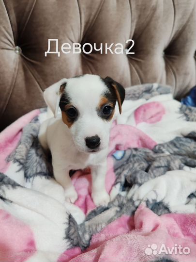 Щенки джек Рассел терьер гладкошерстный
