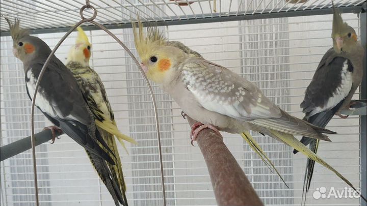 Попугай корелла