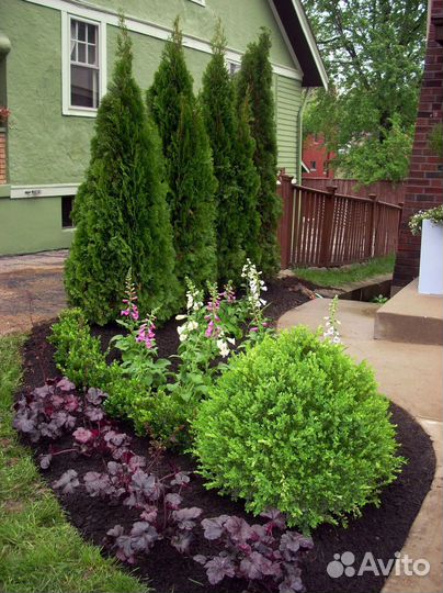 Туи смарагд