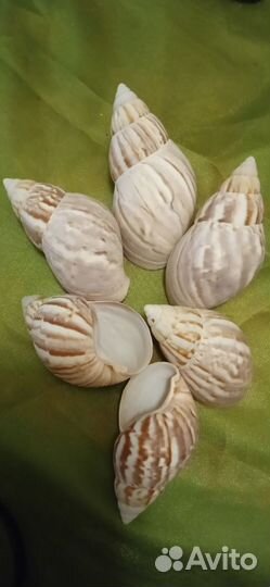 Раковины, коллекция, океан