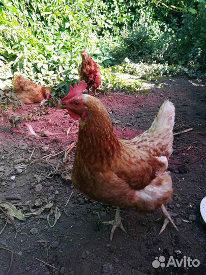 Куры несушки продам