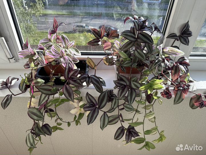 Комнатные растения