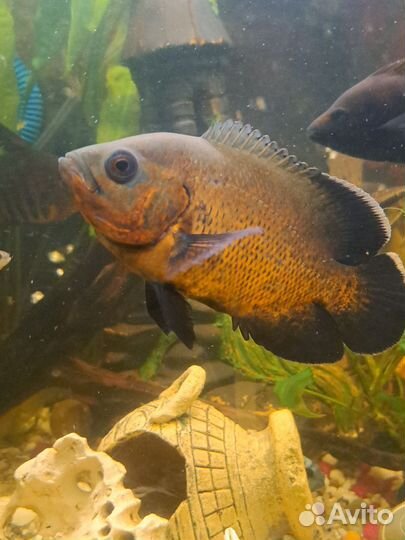 Аквариумные рыбки или обмен