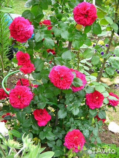 Ароматная Английская Роза Фишермэнс Френдс