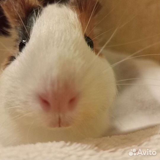 Морская свинка