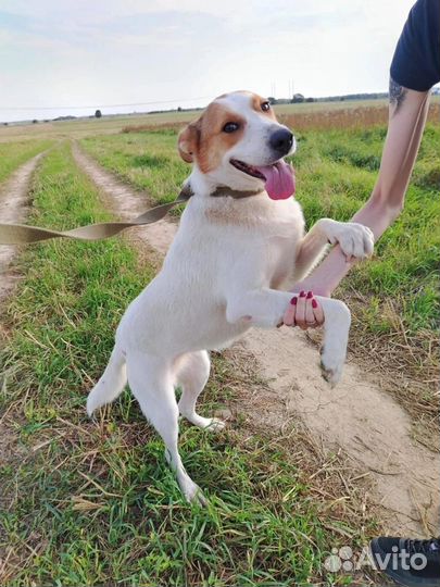 Собака в добрые руки