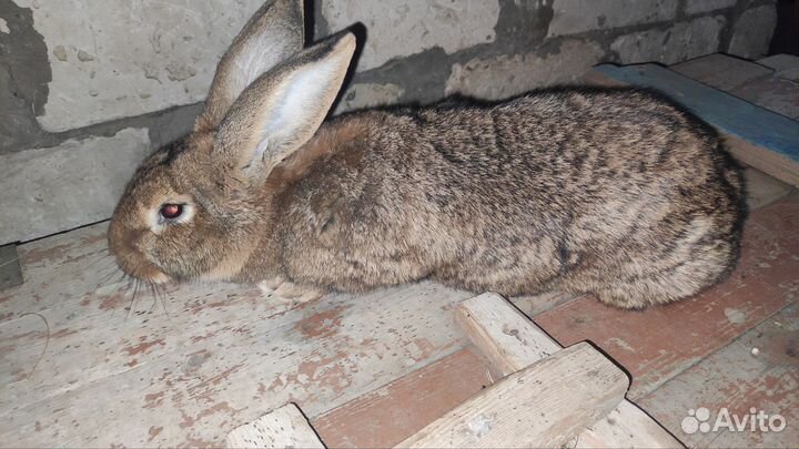 Кролики самки