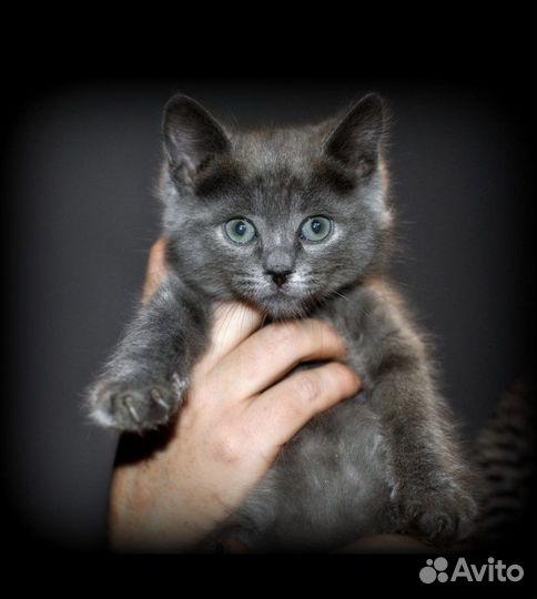 Котенок девочка