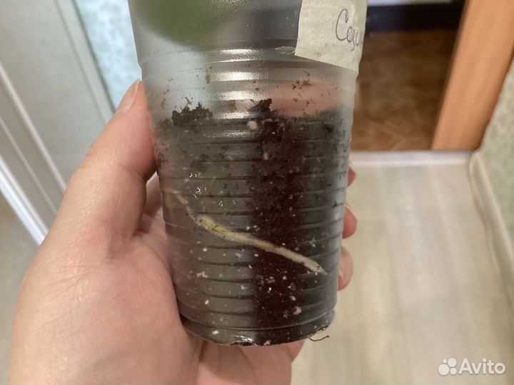 Сциндапсусы и эпипремнумы сортовые