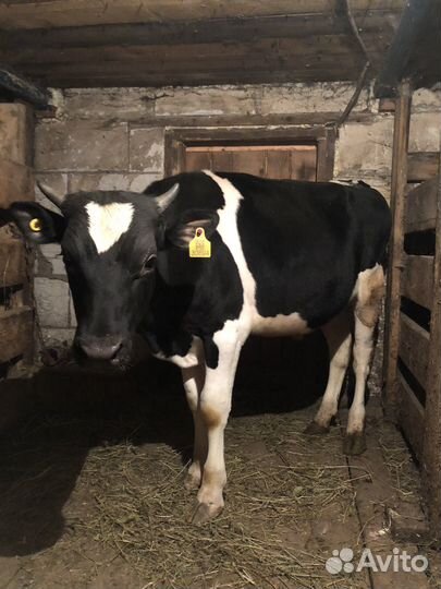 Продам 2 быков.возраст 1 год и 11 мес