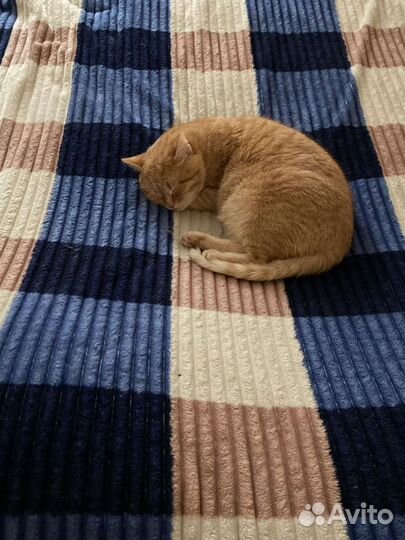 Котик в добрые руки