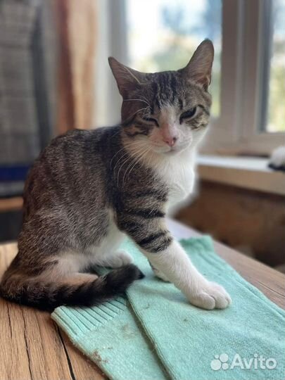 Котик бесплатно в добрые руки