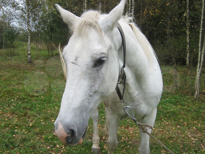 Участок 6,2 га (СНТ, ДНП)