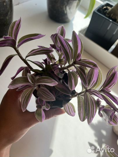 Традесканция