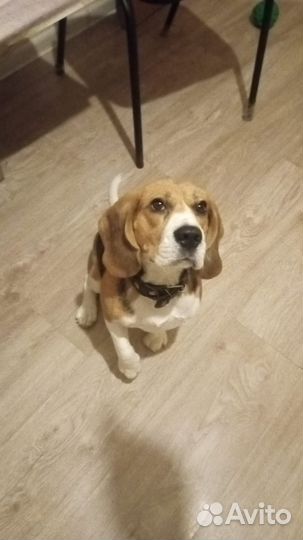 Бигль бесплатно