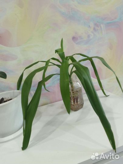 Пальма юкка