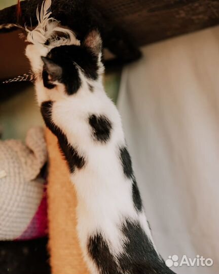 Котенок мальчик