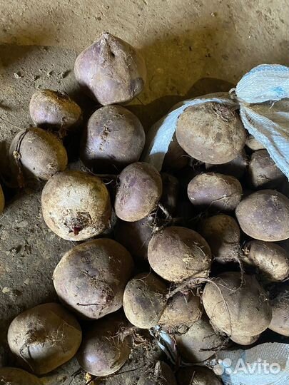 Свекла 1 сорт