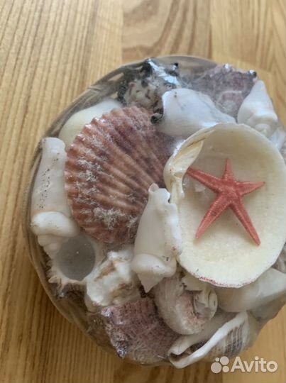 Морские ракушки раковины