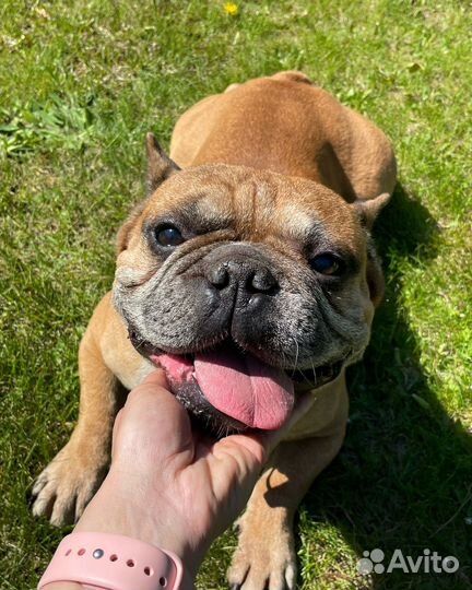 Французский бульдог в добрые руки