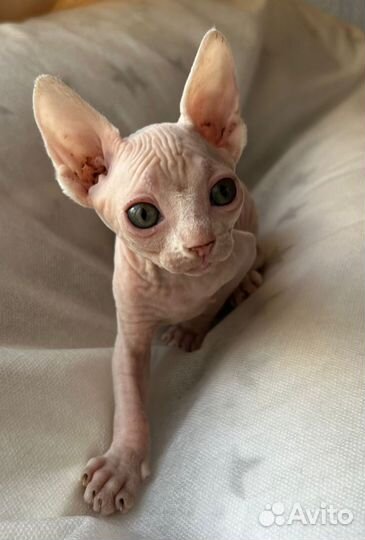 Канадский сфинкс