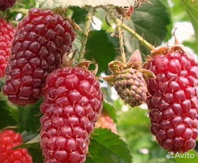 Малина Красная Гвардия, Нижегородец