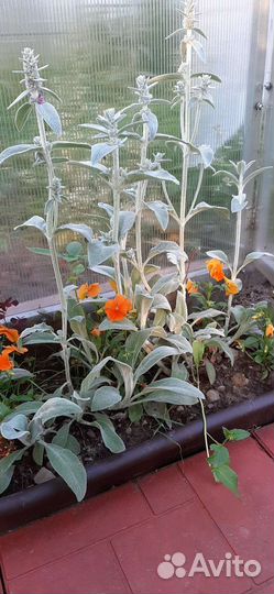 Стахис (ушки) Нежность