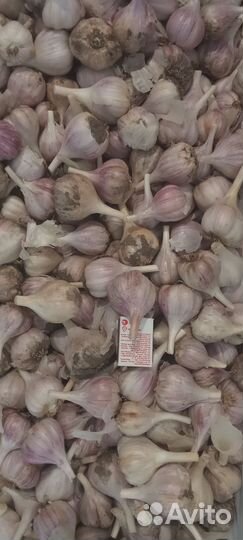 Чеснок