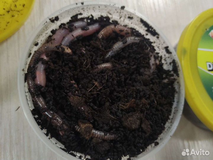 Червь дендробена