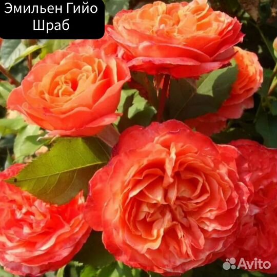 Роза Эмильен Гийо