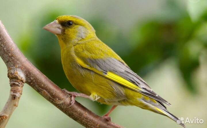 Зеленушки и чижи