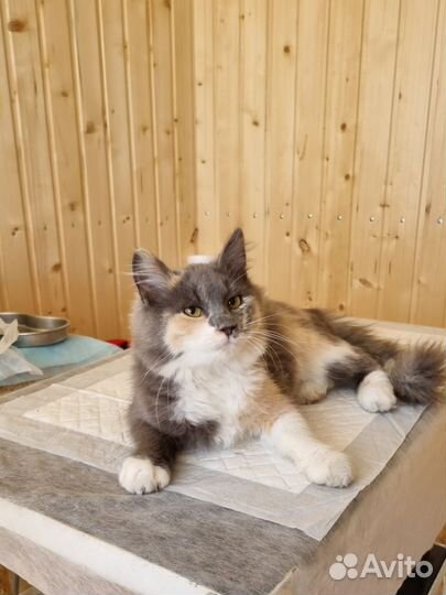 Ветеринарный врач выезд на дом