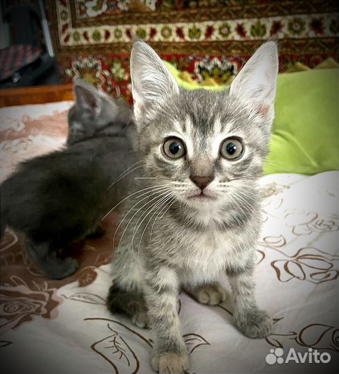 Кошка-мама и её малыши