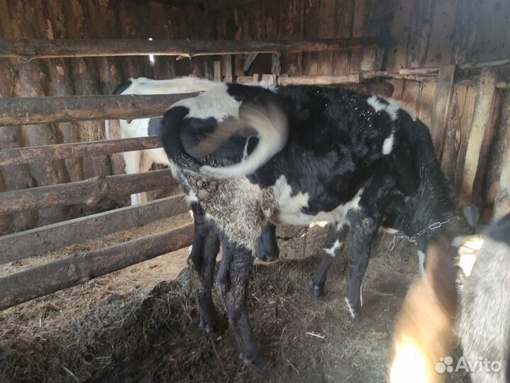 Баран, овцы, телка