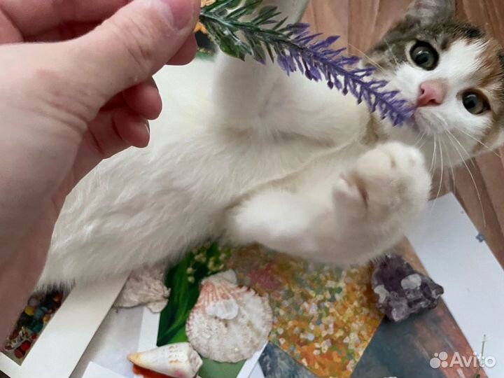 Котенок в добрые руки