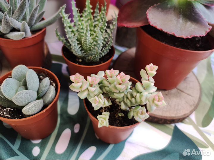 Суккуленты