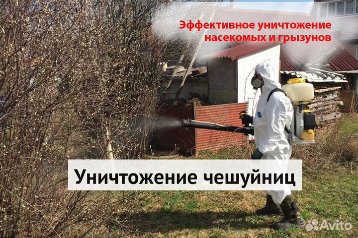 Уничтожение клопов тараканов лечение растений