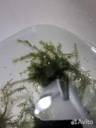 Растения, герметик, фильтр, корм