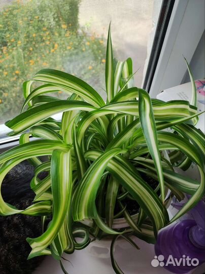 Хлорофитум