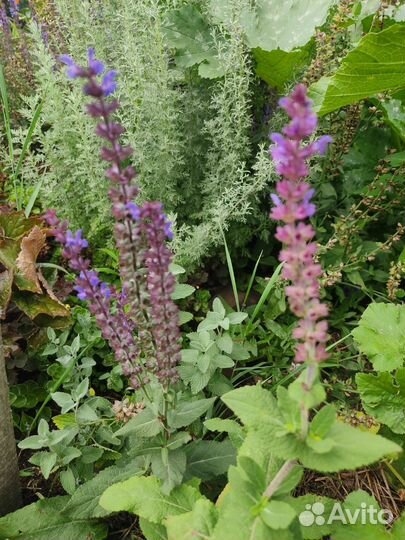 Шалфей дубравный