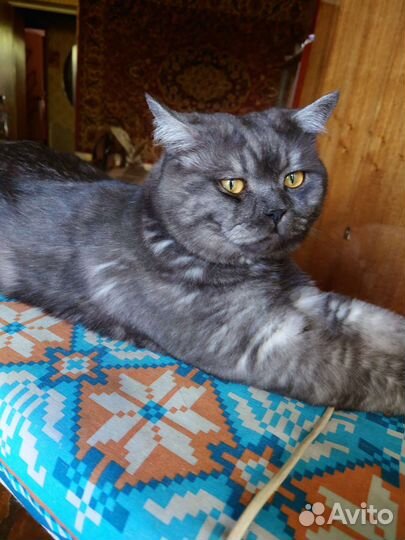 Кот в дар