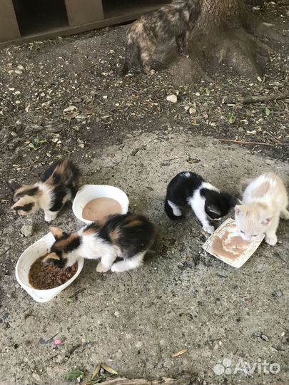 Котята ищут любящих хозяев