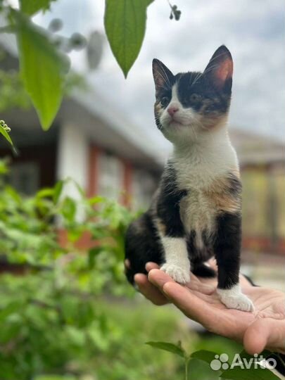 Отдам котёнка бесплатно. Обе Девочки