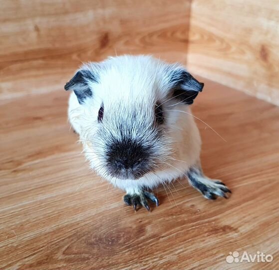 Морская свинка. Девочка