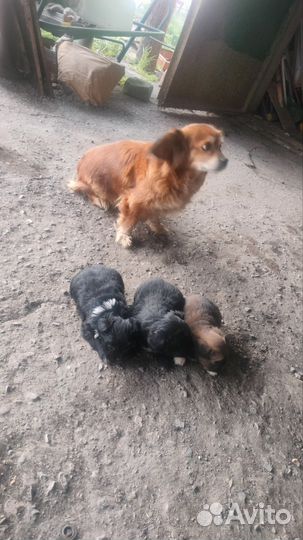 Отдам в добрые руки