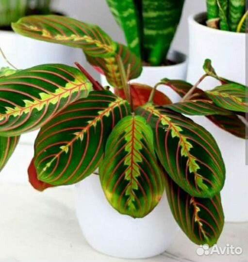 Маранта Триколор