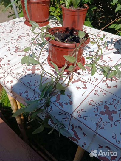 Комнатные растения