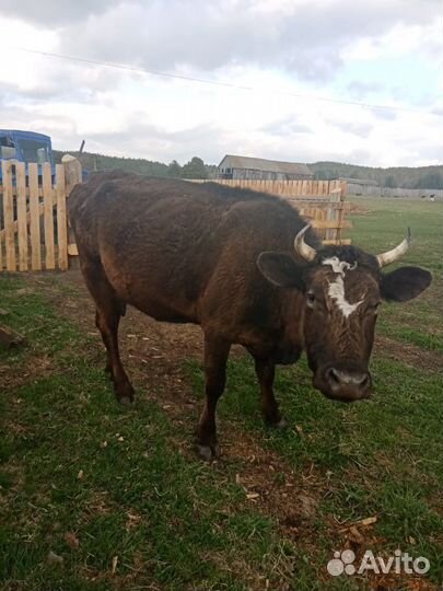 Корова дойная