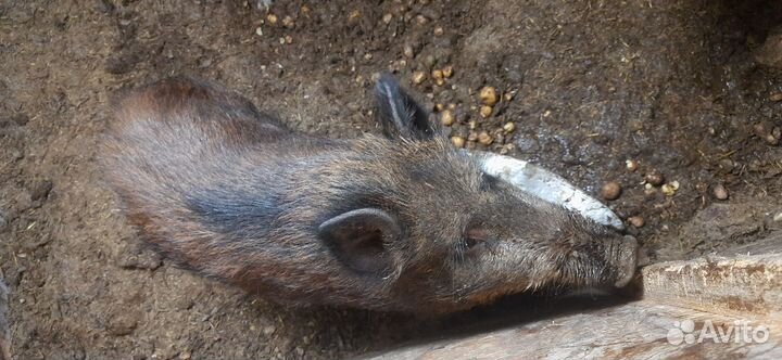 Дикий кабан